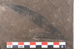 Foto (Detailansicht) von Quercus pseudolonchitis Ettingshausen (NHMW-GEO-2024-0188-7975)